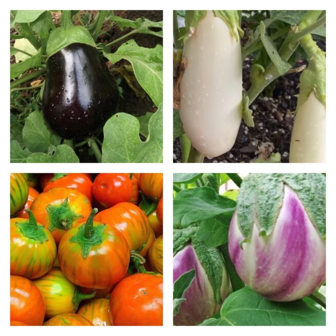 Gourmet Eggplant Mix | Seeds