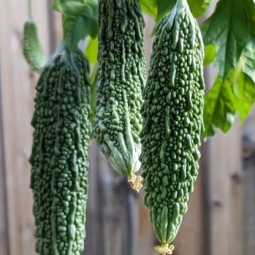 Bitter Melon (Futo Spindle) Seeds