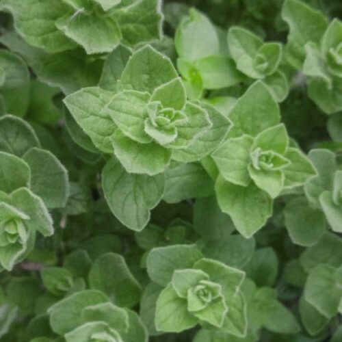 Greek Oregano | Heirloom | Herb