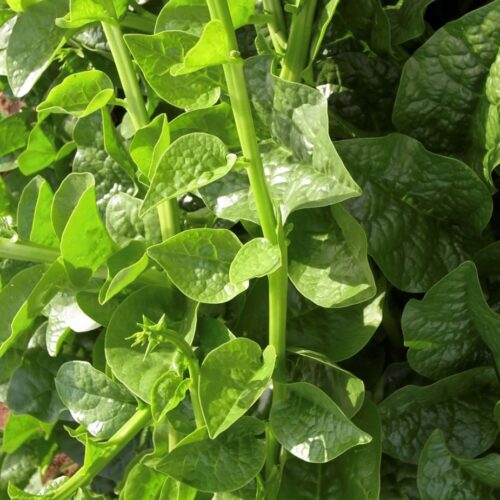 Malabar Spinach (Green Supreme Vines) Seeds