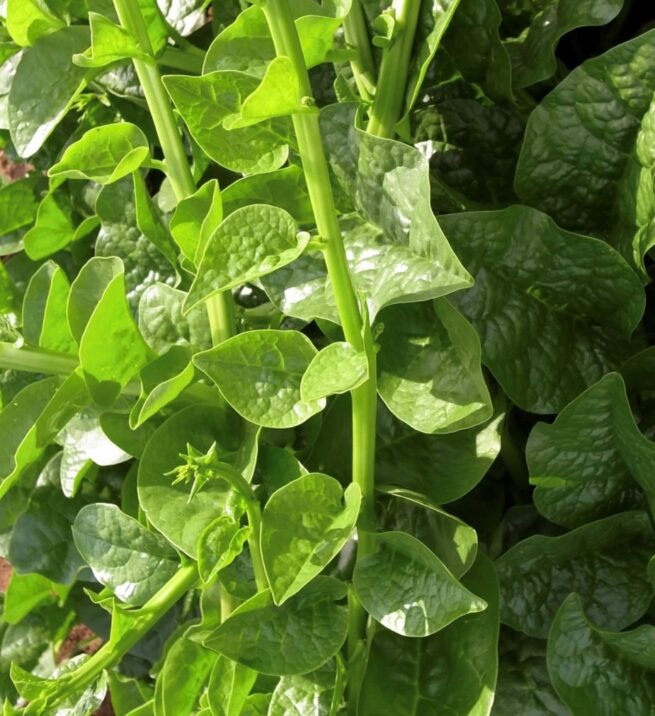 Malabar Spinach (Green Supreme Vines) Seeds