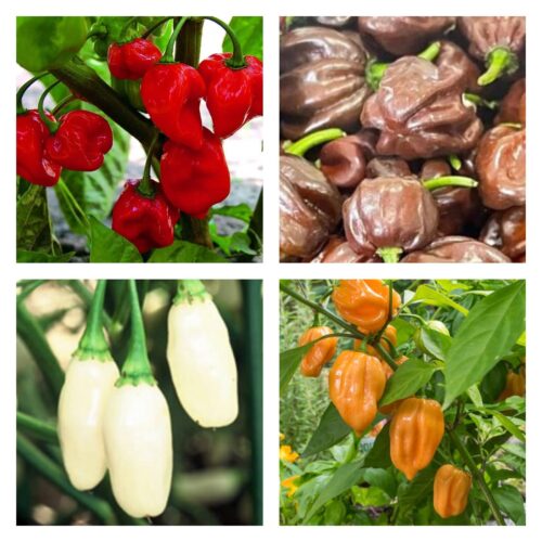 Habanero Pepper Collection | Hot | Seeds