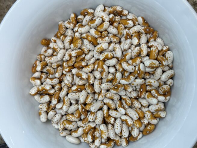 Jacob's Gold (Bush) Bean Seeds