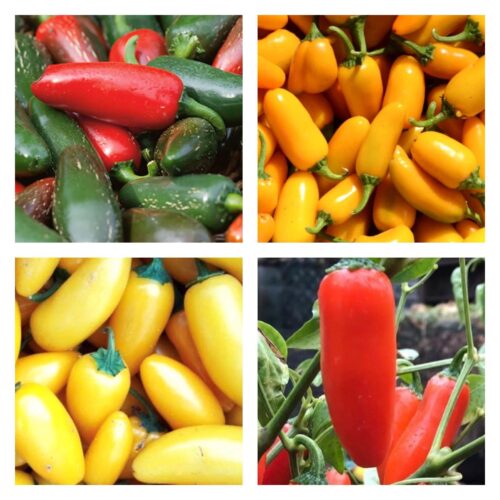 Jalapeno Pepper Collection | Hot | Seeds