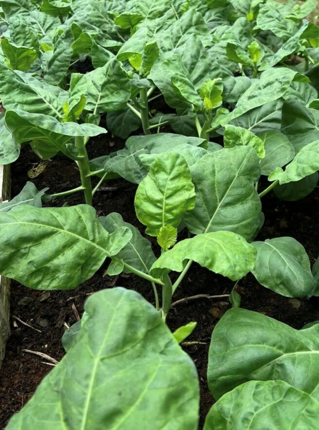 Chinese Broccoli (Kailaan) Seeds | Heirloom