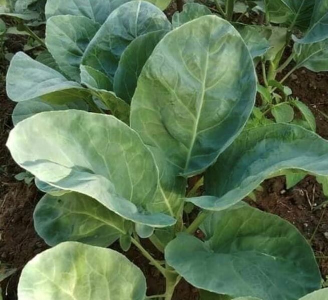 Chinese Broccoli (Kailaan) Seeds | Heirloom