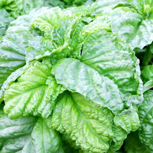 Lettuce Leaf Basil Seeds