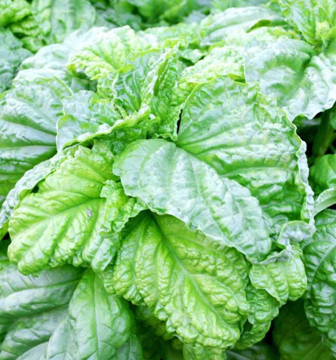 Lettuce Leaf Basil Seeds