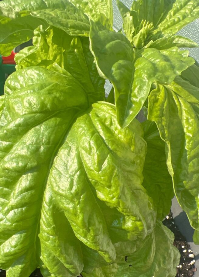 Lettuce Leaf Basil Seeds