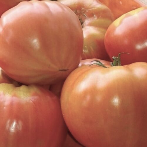 Mamie Brown's Tomato Seeds | Heirloom