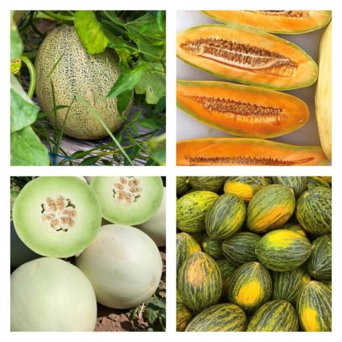 Summertime Melon Collection | Seeds