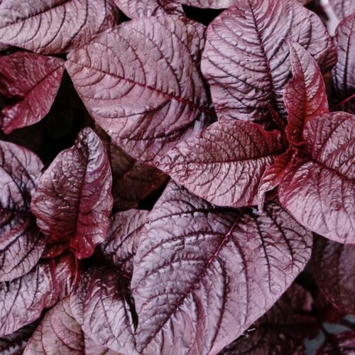 Midnight Red Amaranth Seeds