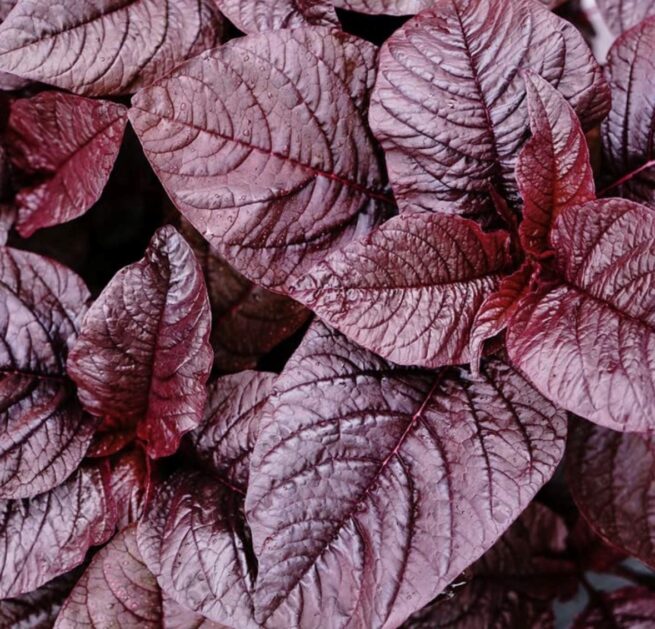 Midnight Red Amaranth Seeds