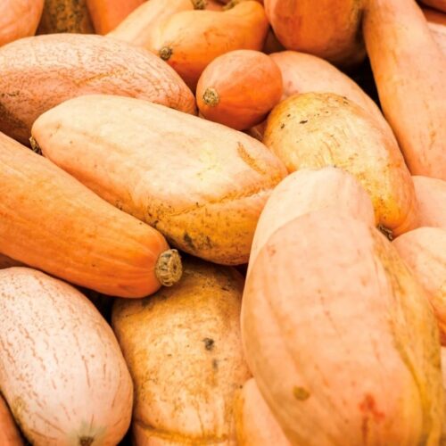 Pink Banana (Winter) Squash Seeds | Heirloom