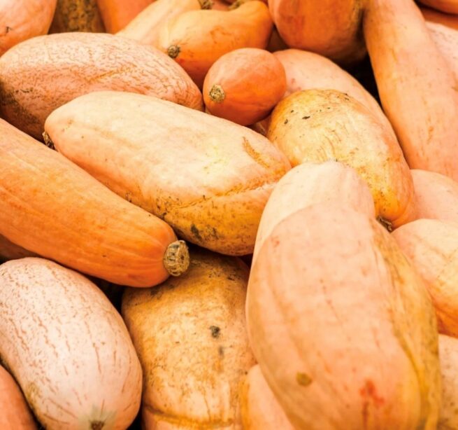 Pink Banana (Winter) Squash Seeds | Heirloom