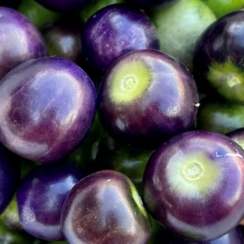 Really Purple Tomatillo Seeds