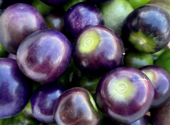 Really Purple Tomatillo Seeds