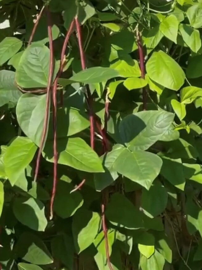 Purple (Mart Tsu In) Yard Long Bean Seeds | Heirloom