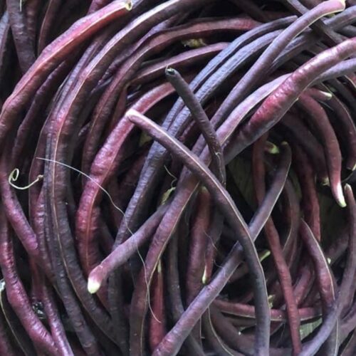 Purple (Mart Tsu In) Yard Long Bean Seeds | Heirloom