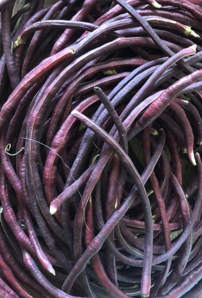 Purple (Mart Tsu In) Yard Long Bean Seeds | Heirloom