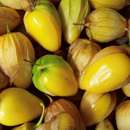 Queen Of Malinalco Tomatillo Seeds | Heirloom