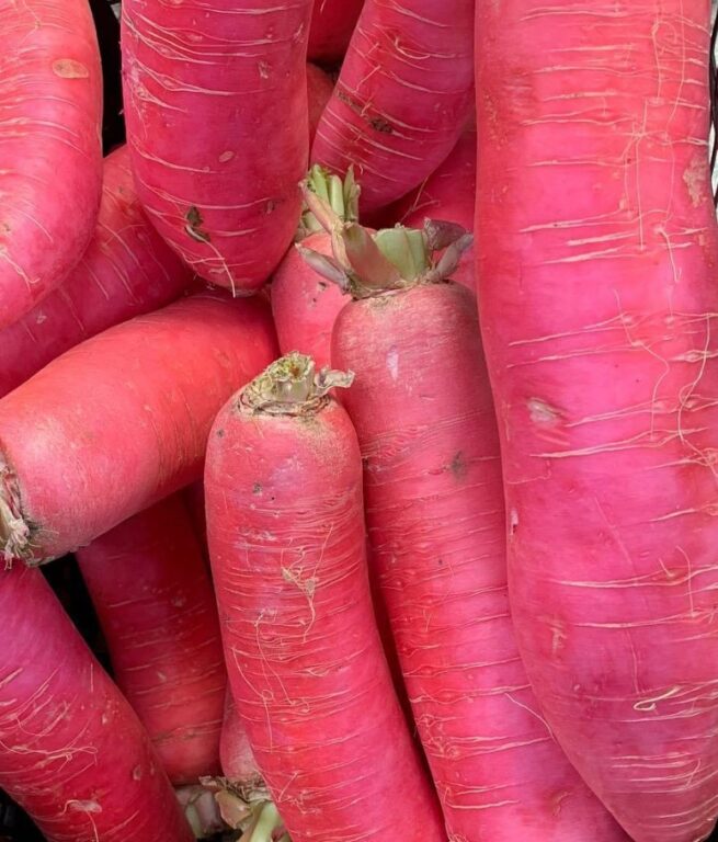 Red Daikon Radish Seeds | Heirloom