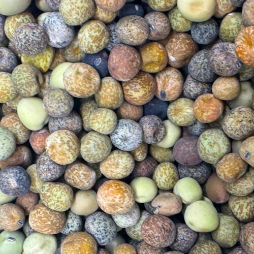 Roveja Pea Seeds | Heirloom