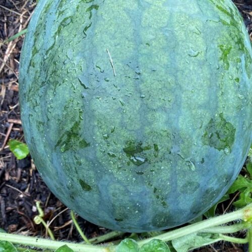 Sugar Baby Watermelon Seeds | Heirloom