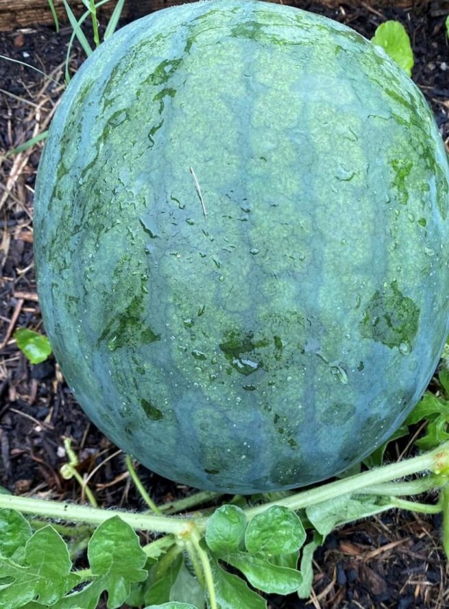 Sugar Baby Watermelon Seeds | Heirloom