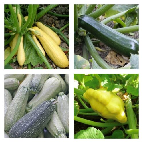 Summer Squash