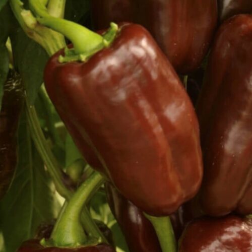 Sweet Chocolate Pepper Seeds | Heirloom