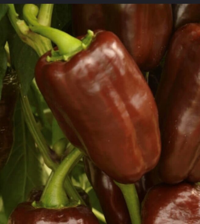 Sweet Chocolate Pepper Seeds | Heirloom