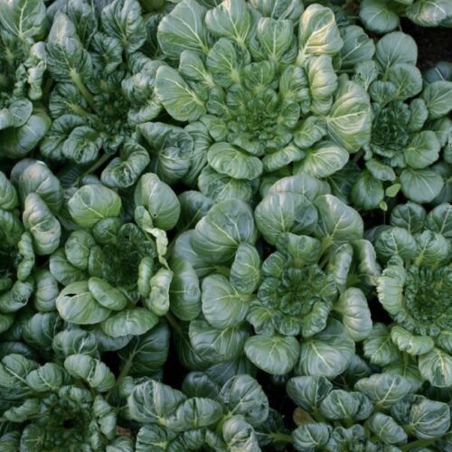 Rosette Tatsoi Seeds | Heirloom