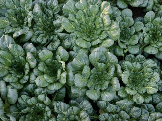 Rosette Tatsoi Seeds | Heirloom