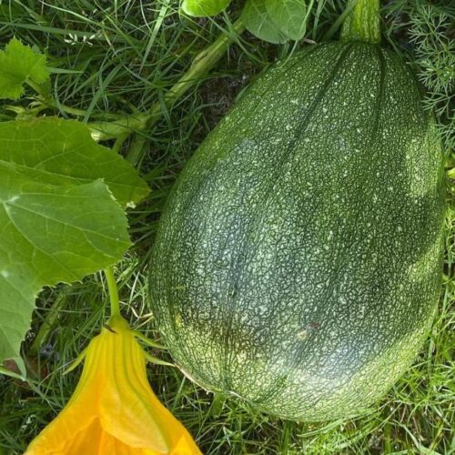 Tatume Squash Seeds | Heirloom