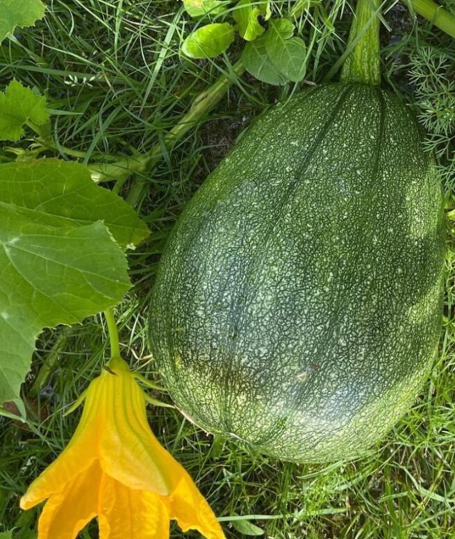 Tatume Squash Seeds | Heirloom