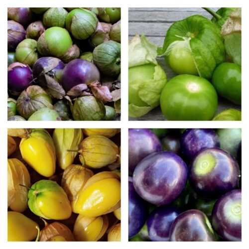 Artisan Tomatillo Collection | Seeds