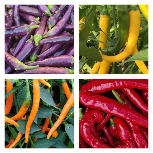 Cayenne Pepper Collection | Hot | Seeds