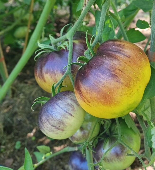 Alice's Dream Tomato Seeds