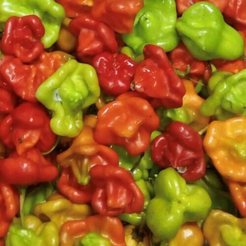 Ubatuba Cambuchi Pepper Seeds | Heirloom