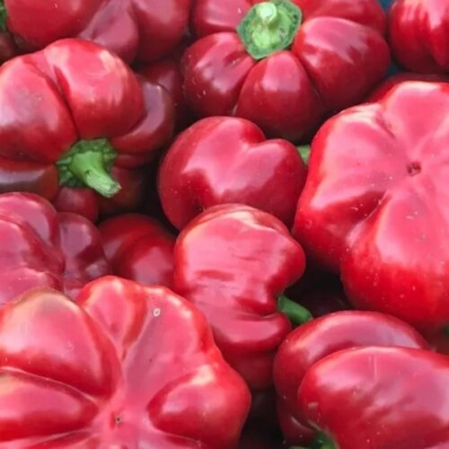 Red Cheese Pepper Seeds | Sweet | Heirloom