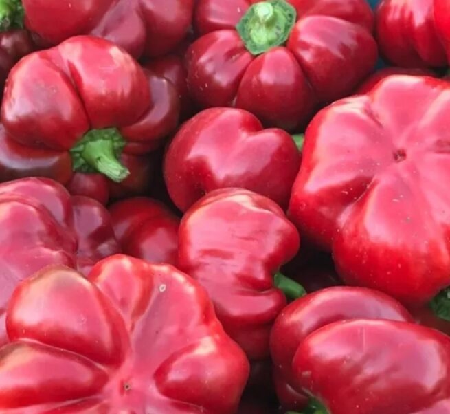 Red Cheese Pepper Seeds | Sweet | Heirloom