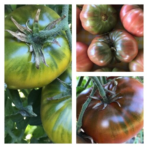 Cherokee Tomato Collection | Seeds