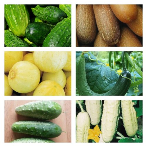 Cucumber Collection | Seeds