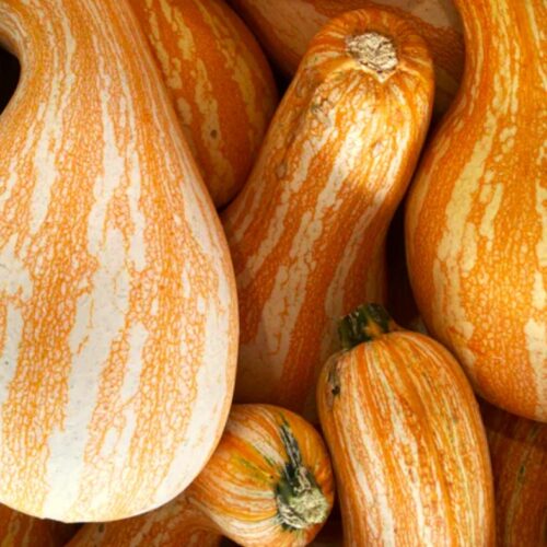 Cushaw Orange Striped (Winter) Squash Seeds | Heirloom