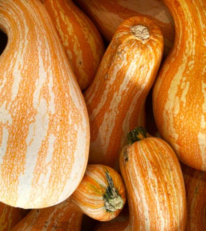 Cushaw Orange Striped (Winter) Squash Seeds | Heirloom