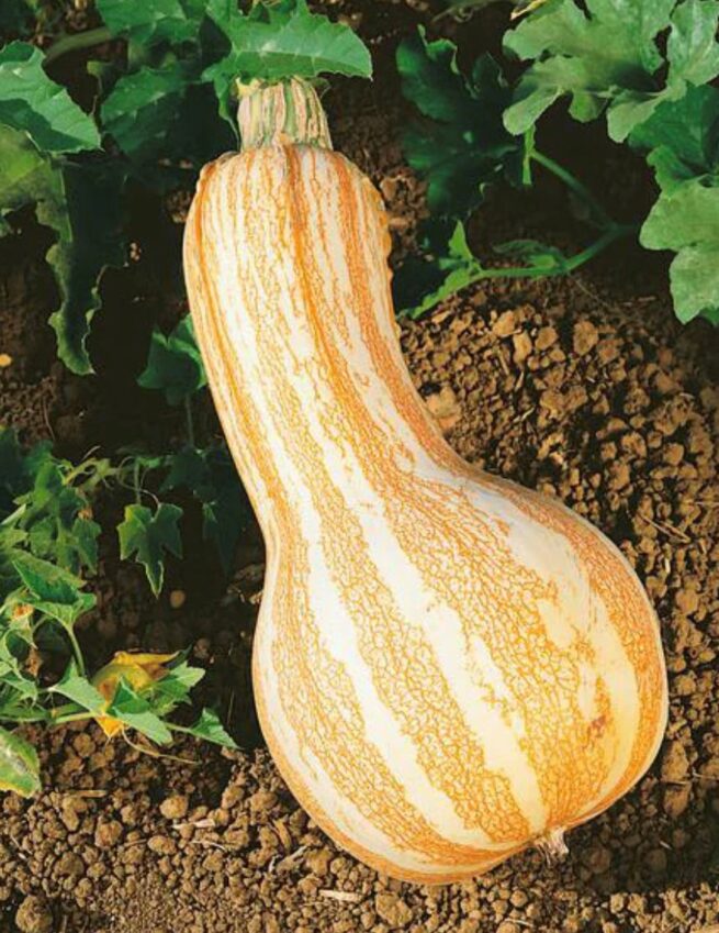 Cushaw Orange Striped (Winter) Squash Seeds | Heirloom