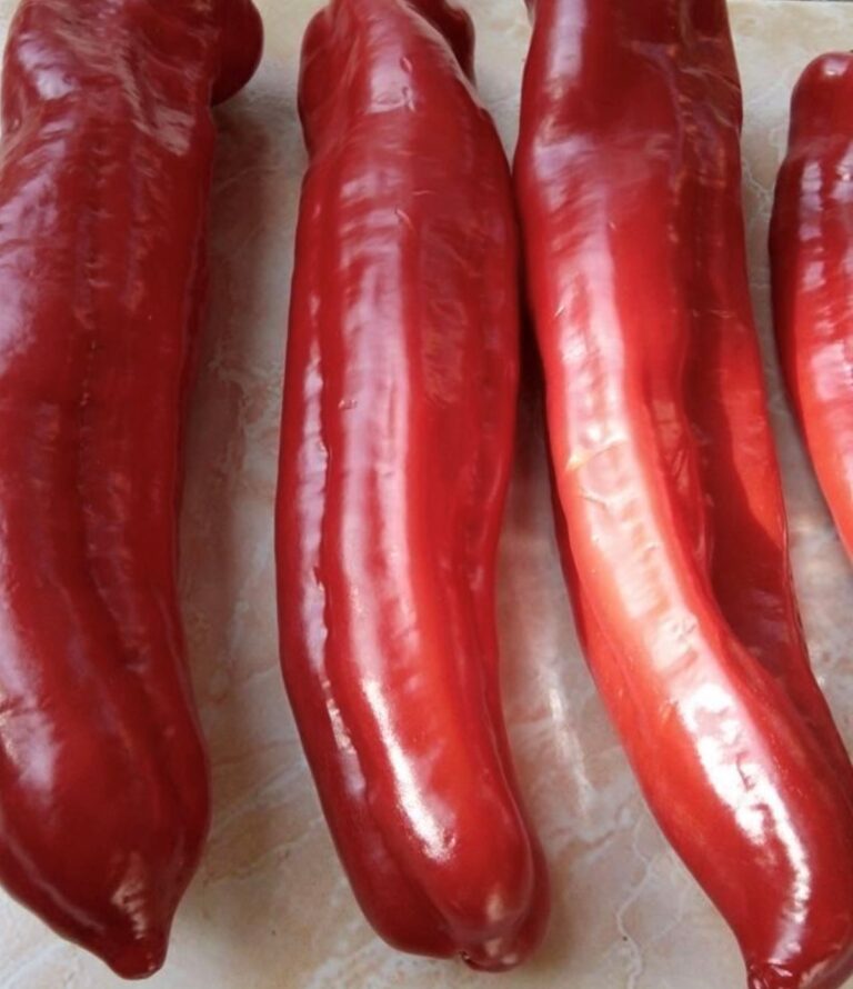 Giant Aconcagua Pepper Seeds Heirloom Tim's Tomatoes