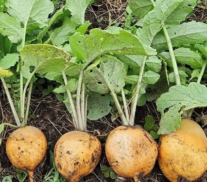 Golden Helios Radish Seeds