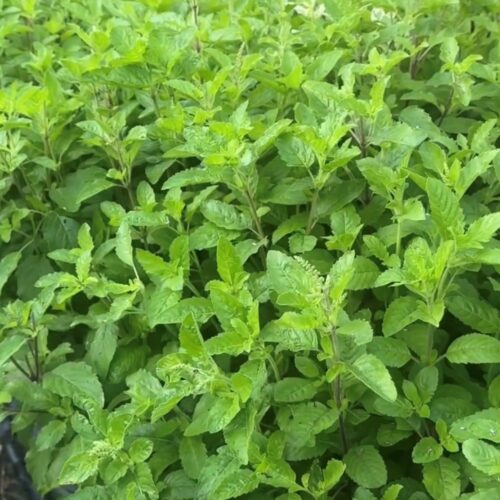 Holy Basil (Tulsi) Seeds | Heirloom